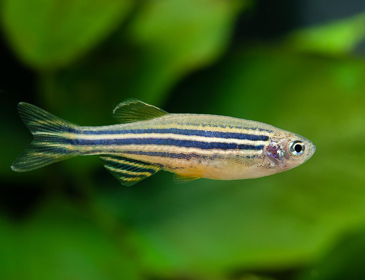 Image of Danio rerio