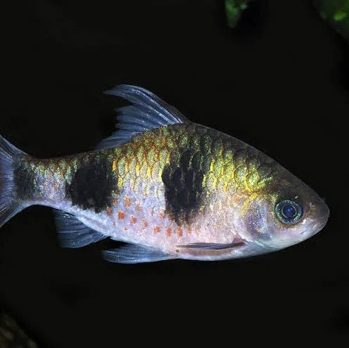 Image of Dawkinsia arulius