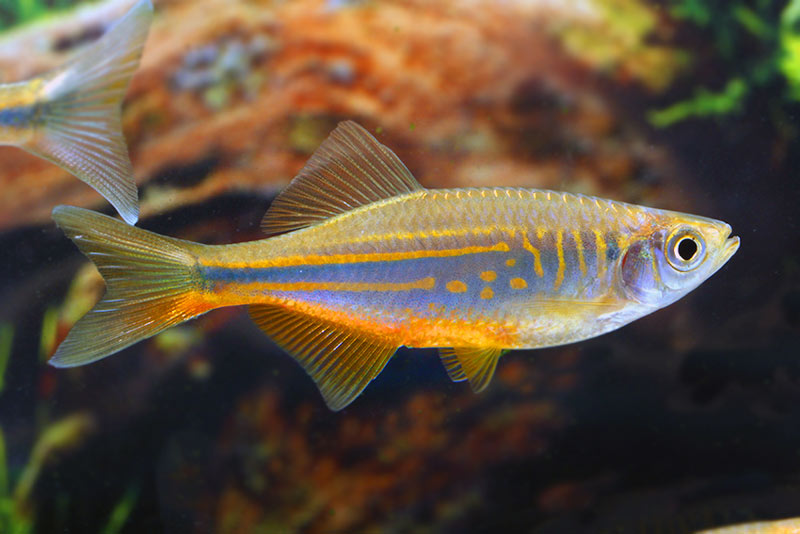 Image of Devario aequipinnatus