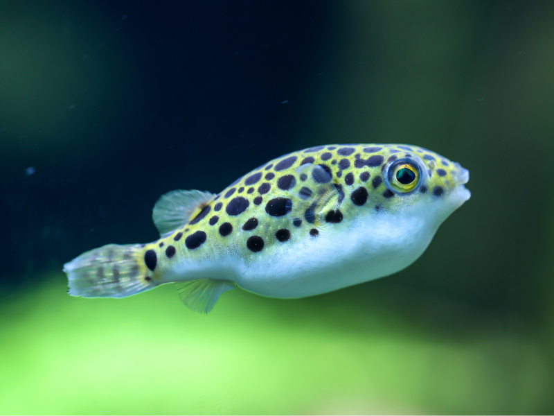 Image of Dichotomyctere nigroviridis