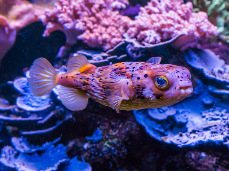 Image of Diodon holocanthus