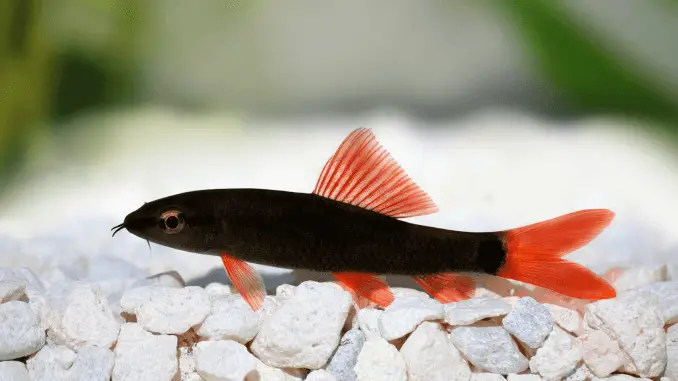 Image of Epalzeorhynchos bicolor