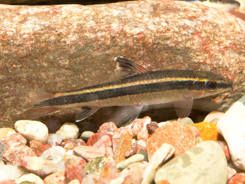 Image of Epalzeorhynchos kalopterus