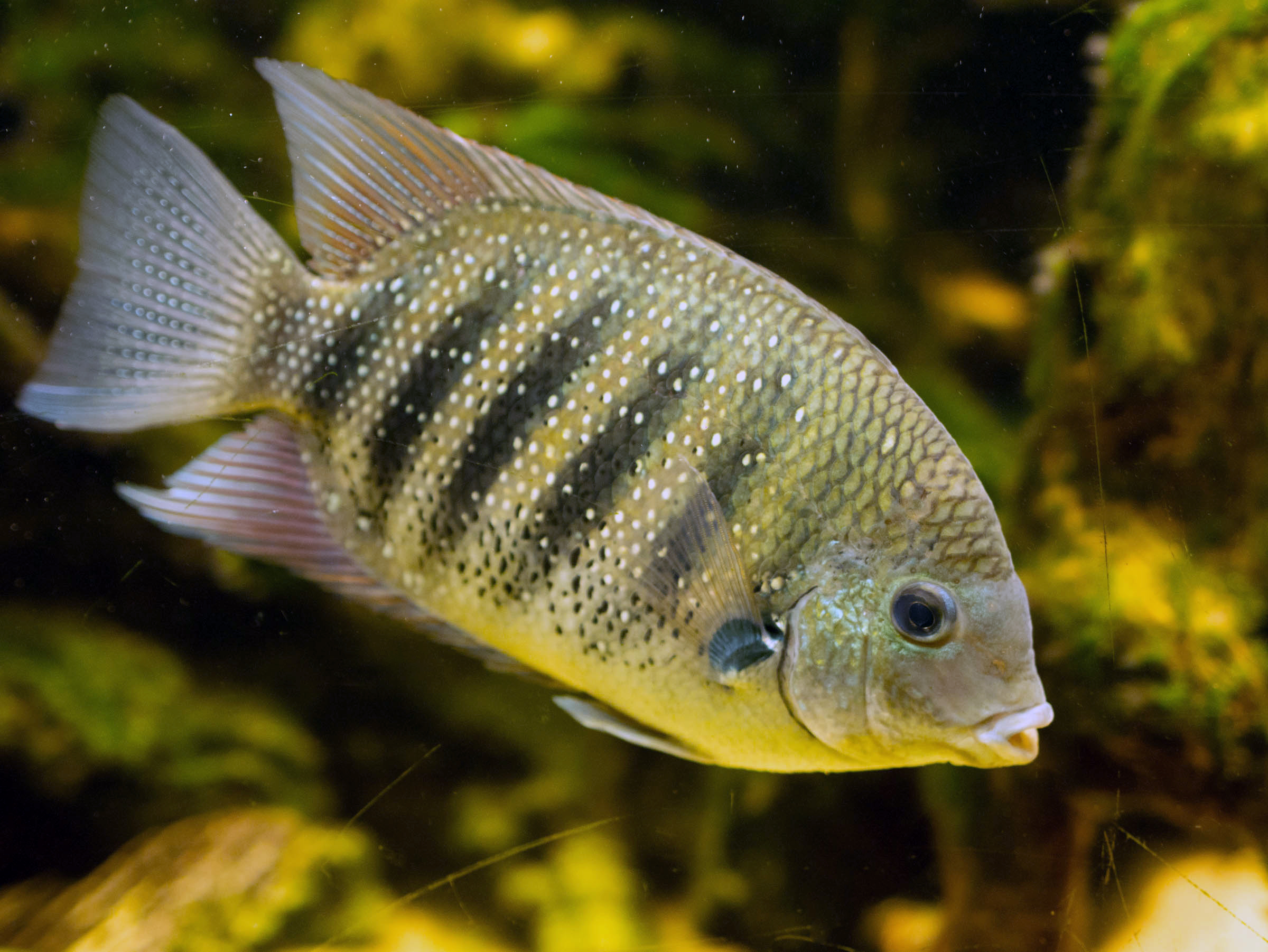 Image of Etroplus suratensis