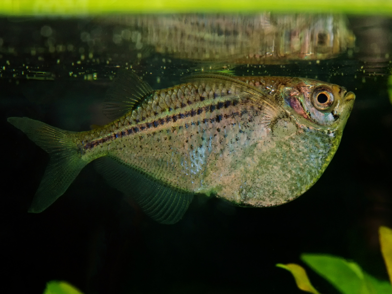 Image of Gasteropelecus sternicla