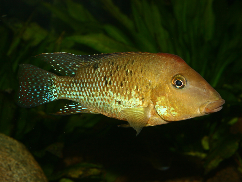 Image of Geophagus steindachneri