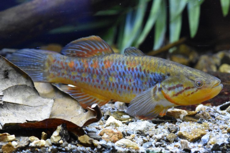 Image of Giuris margaritaceus