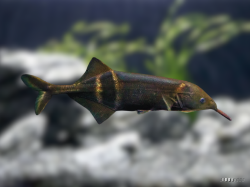 Image of Gnathonemus petersii Image of Gnathonemus petersii