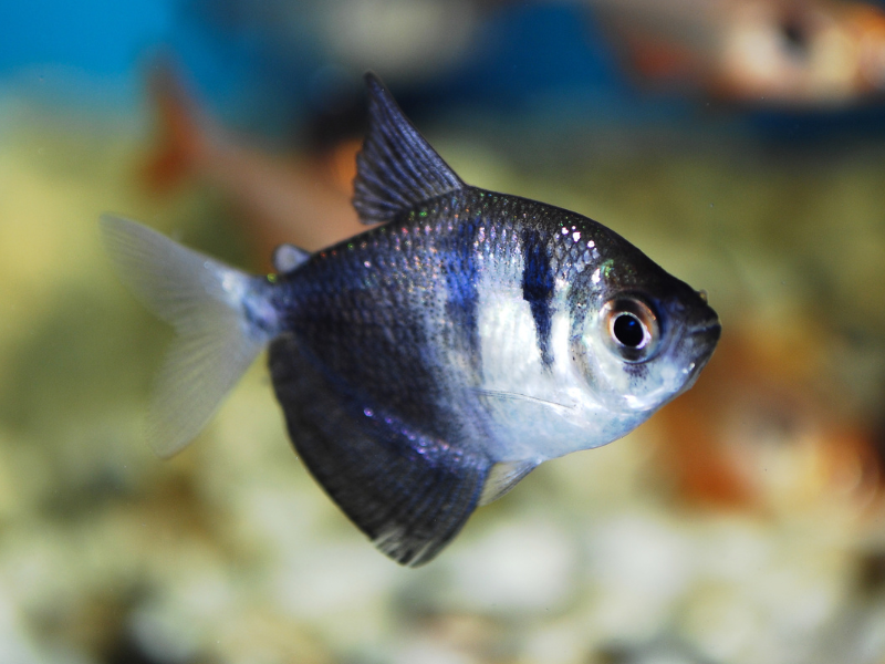 Gymnocorymbus ternetzi