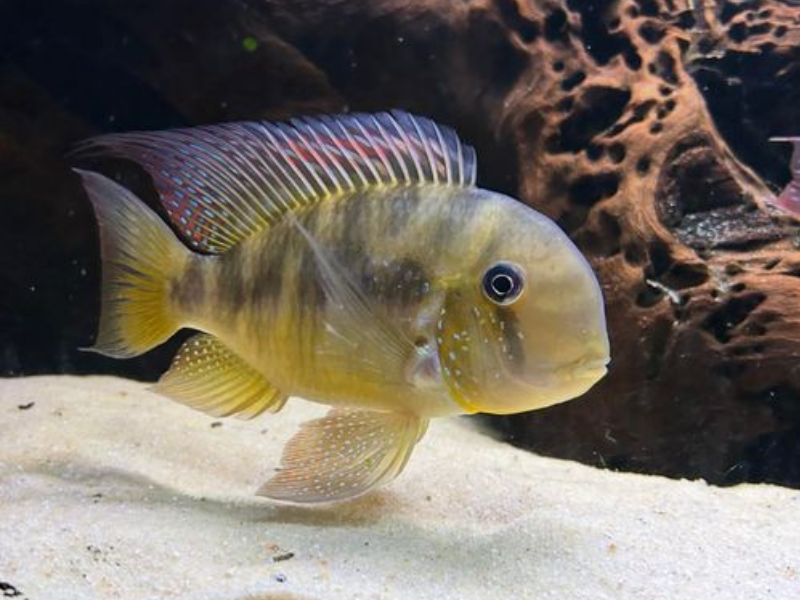 Image of Gymnogeophagus balzanii