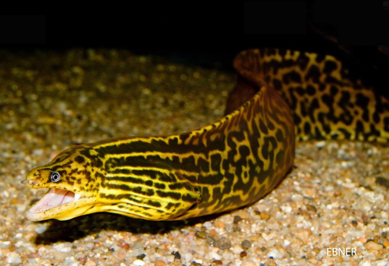 Image of Gymnothorax polyuranodon