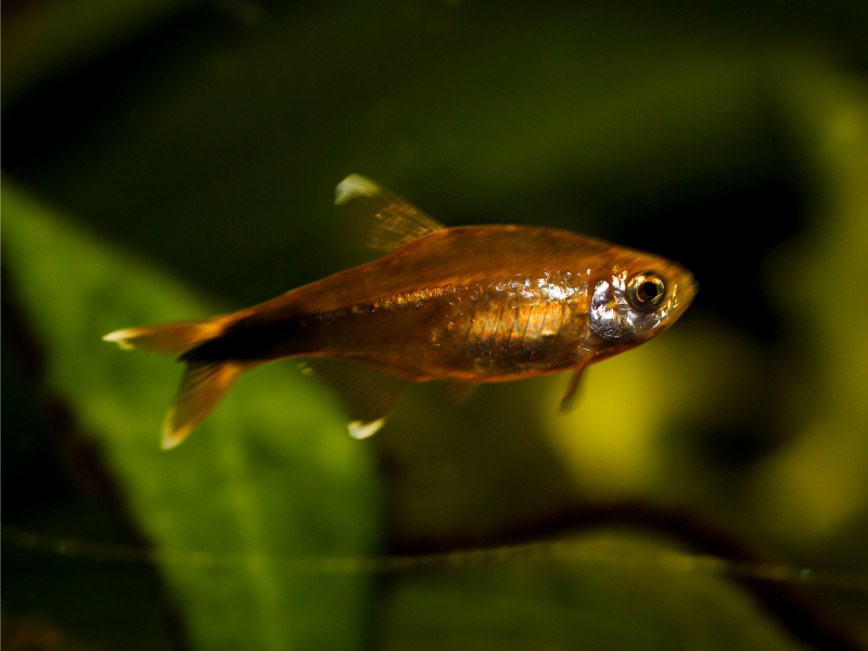 Image of Hasemania nana