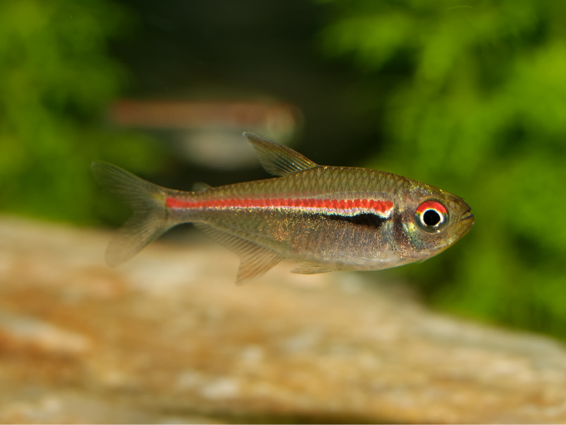 Hemigrammus erythrozonus