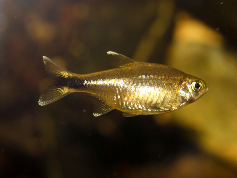 Image of Hemigrammus rodwayi