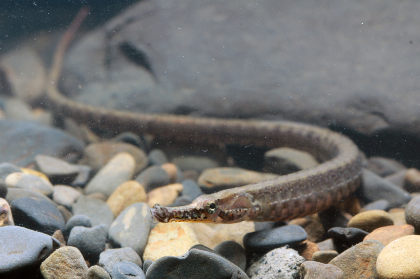 Image of Hippichthys spicifer