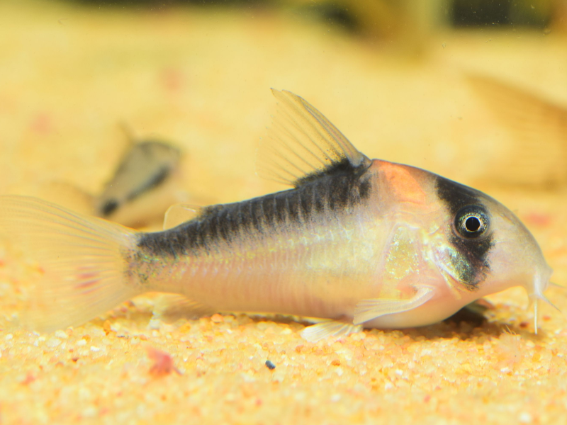 Hoplisoma adolfoi