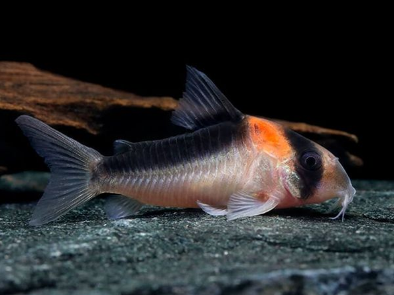 Hoplisoma duplicareus