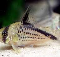 Image of Hoplisoma loxozonum