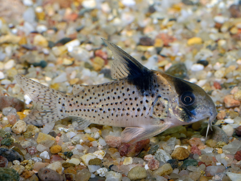 Hoplisoma melanistium