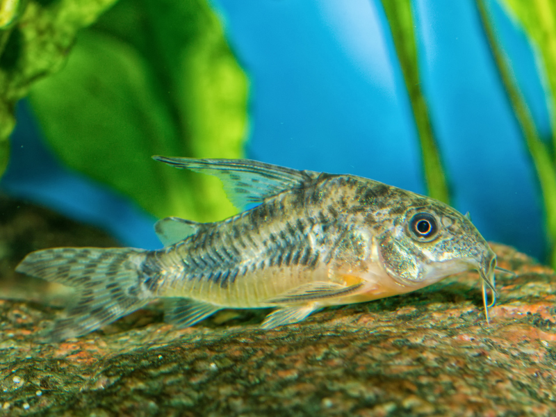 Hoplisoma paleatus