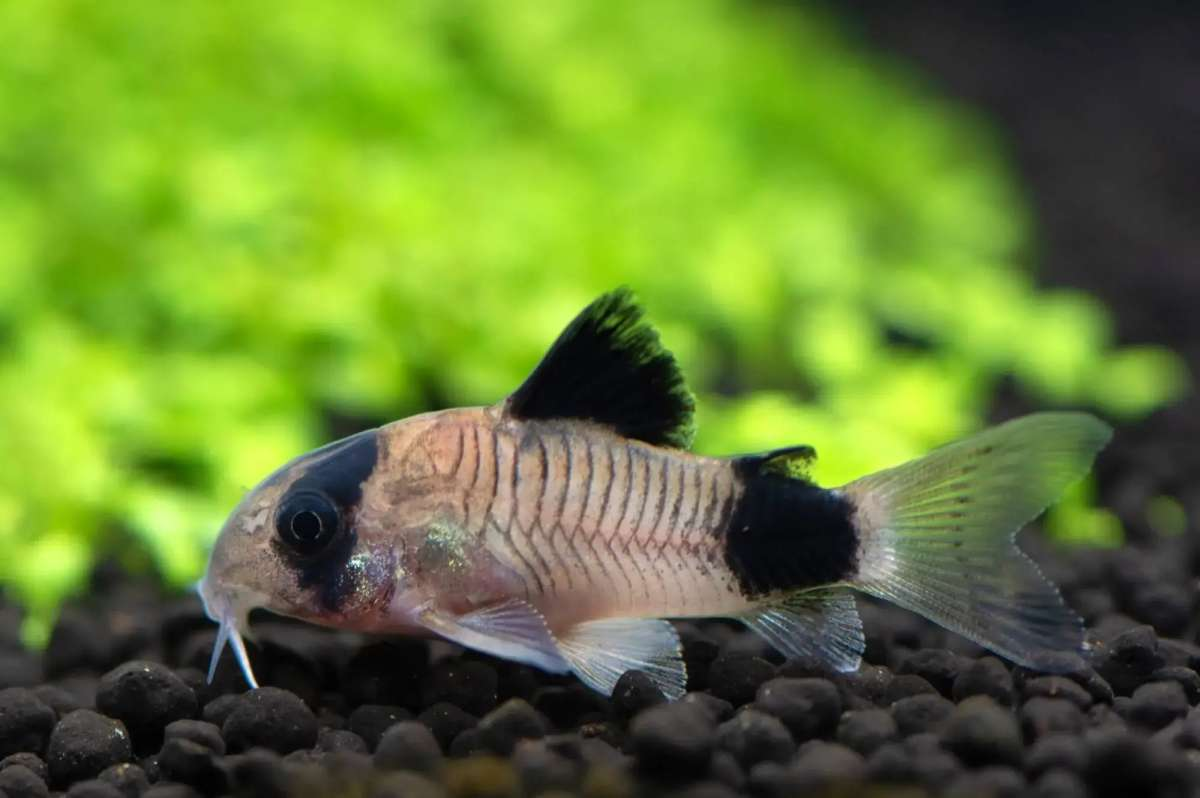 Image of Hoplisoma panda