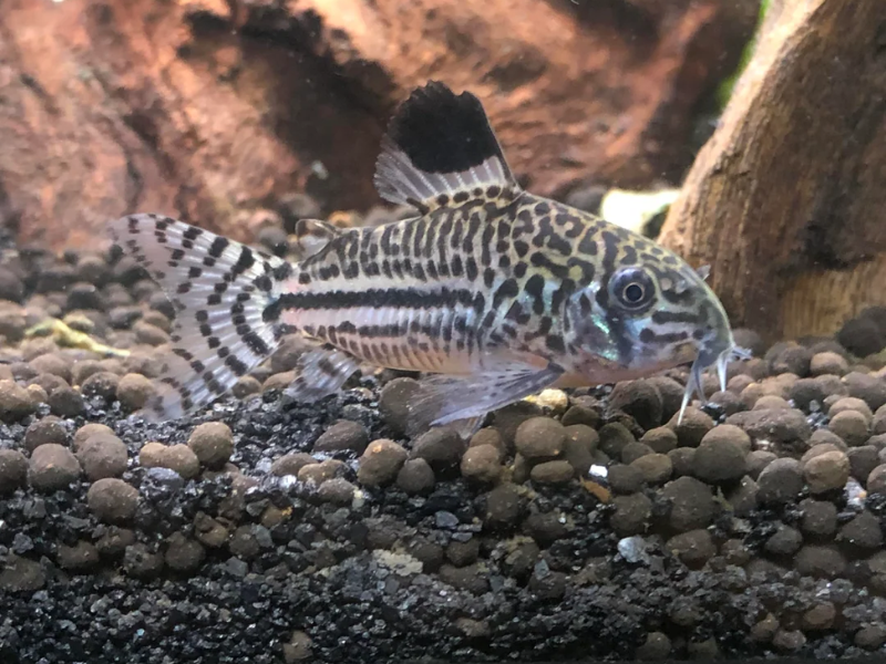 Hoplisoma trilineatum