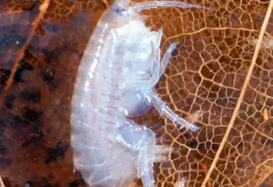 Image of Hyalella azteca