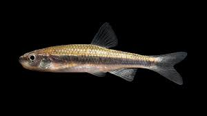 Image of Hydrophlox lutipinnis
