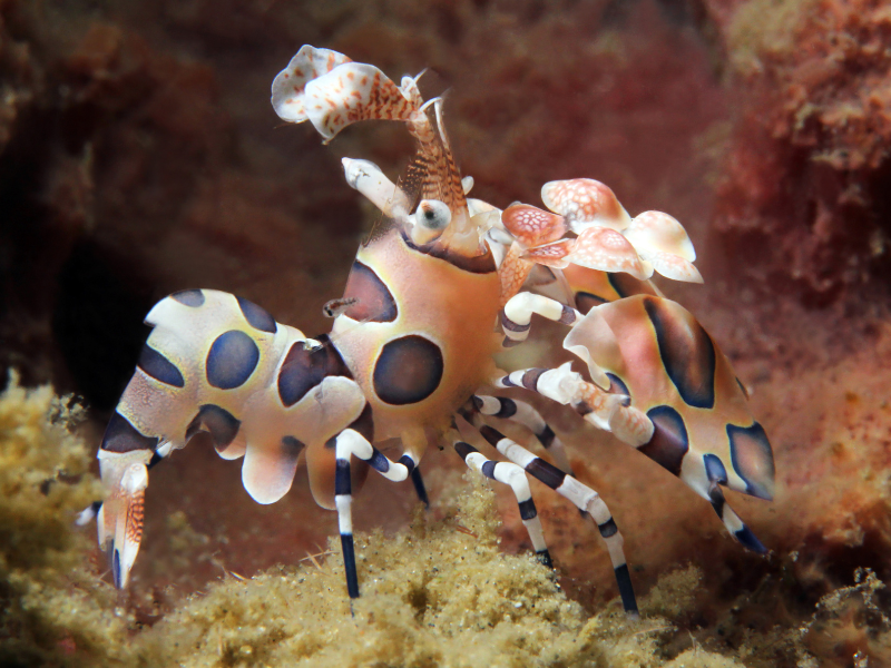 Harlequin Shrimp