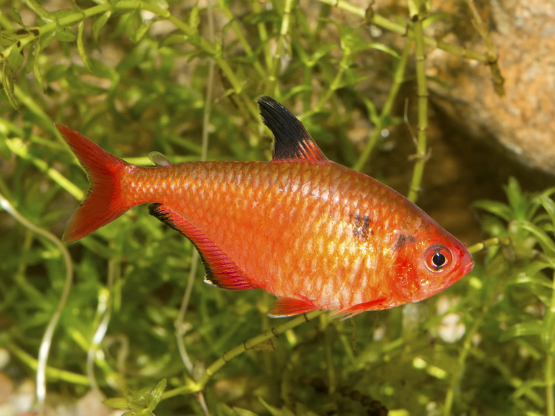 Hyphessobrycon eques