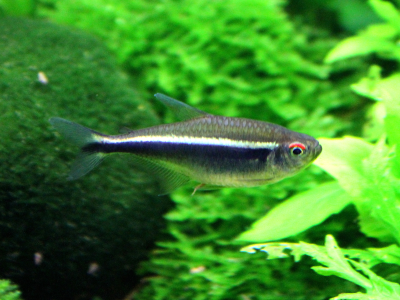 Hyphessobrycon herbertaxelrodi