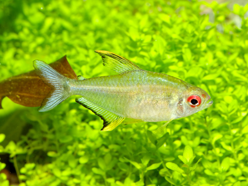 Image of Hyphessobrycon pulchripinnis