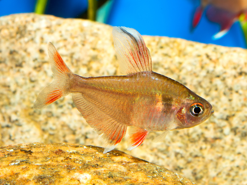 Hyphessobrycon rosaceus