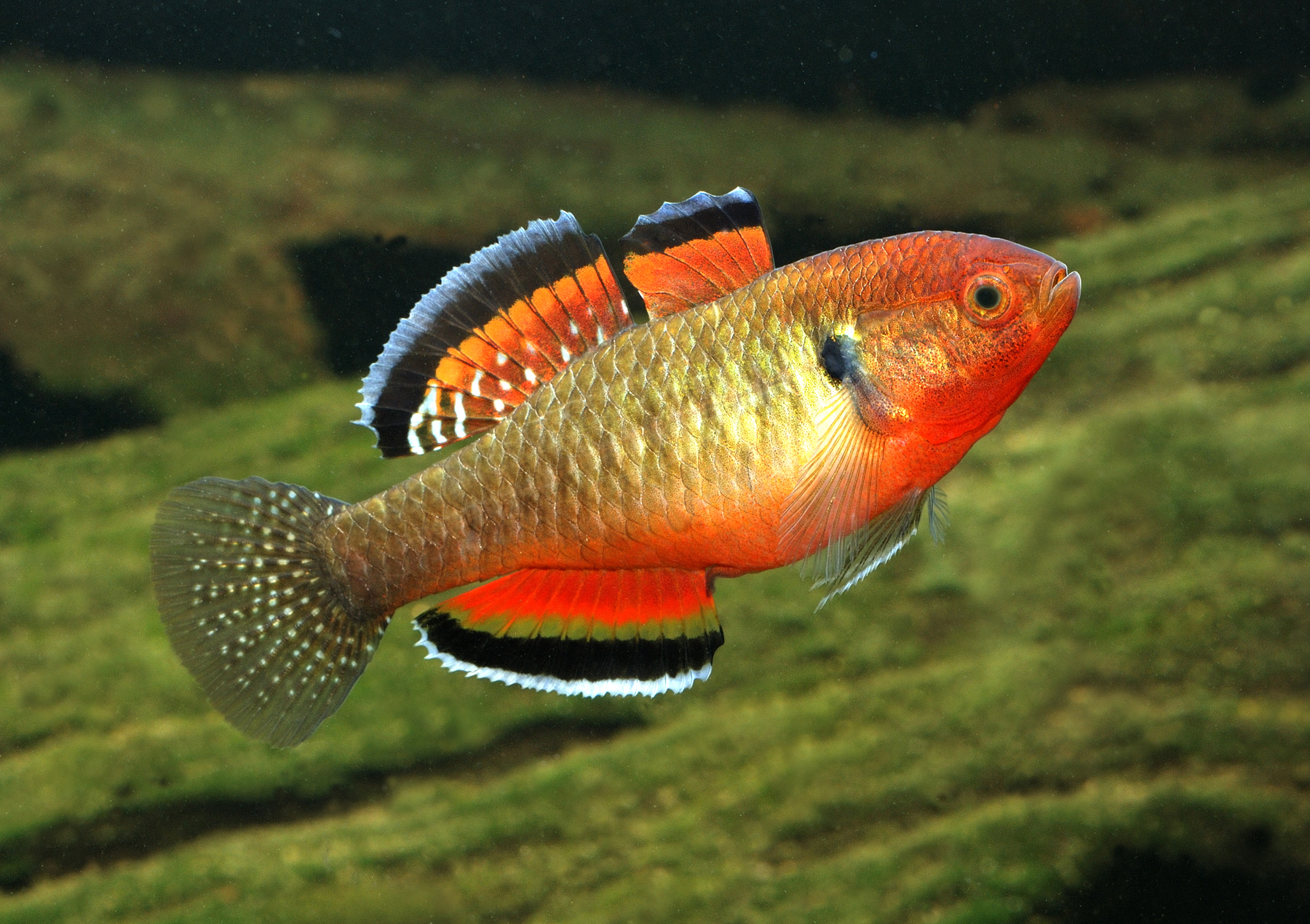 Image of Hypseleotris compressa