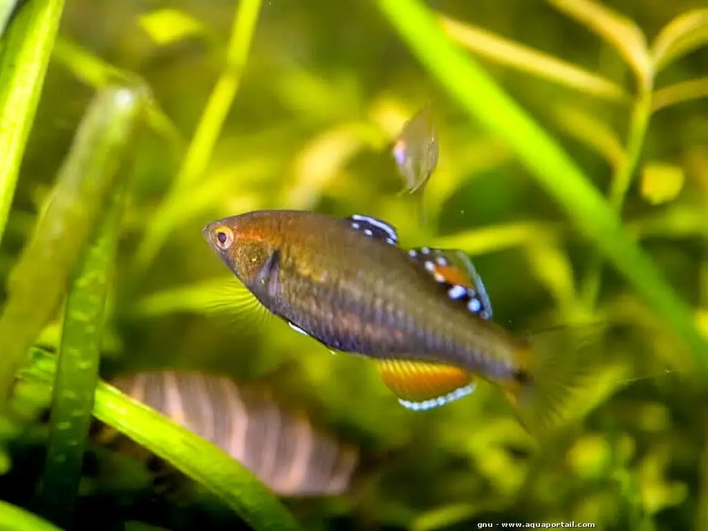 Image of Hypseleotris leuciscus