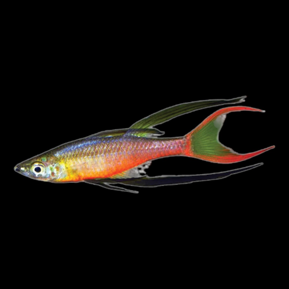 Threadfin Rainbowfish