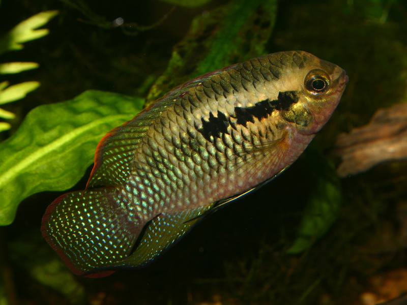 Image of Laetacara dorsigera