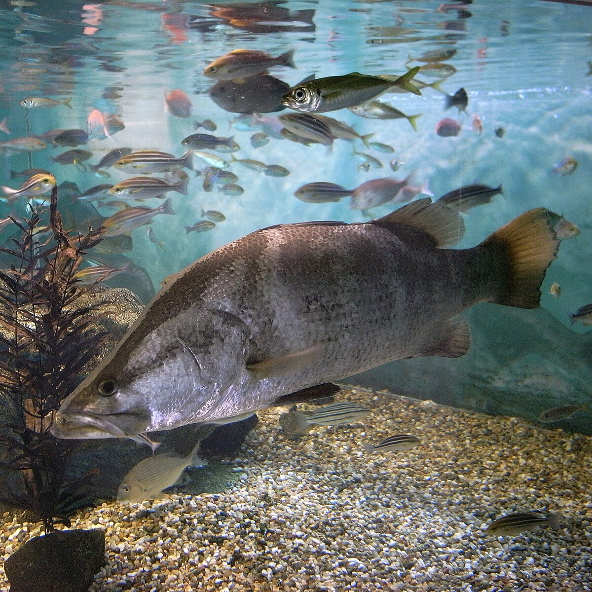 Image of Lates japonicus