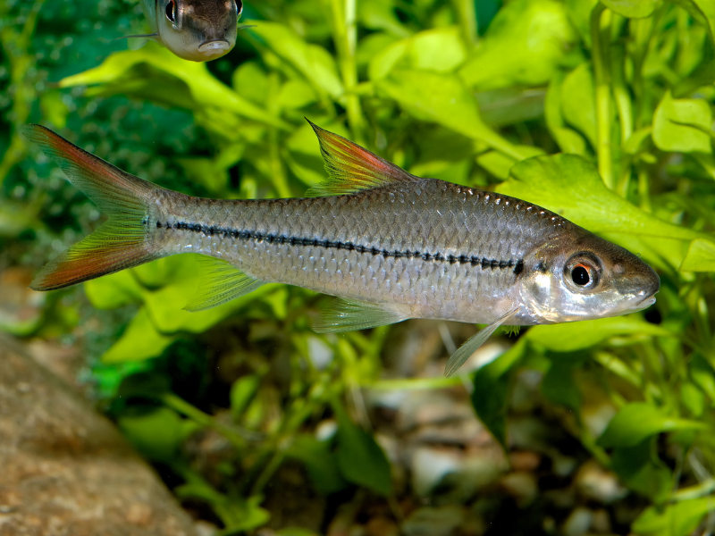 Image of Leptobarbus hoevenii