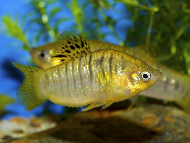 Limia nigrofasciata