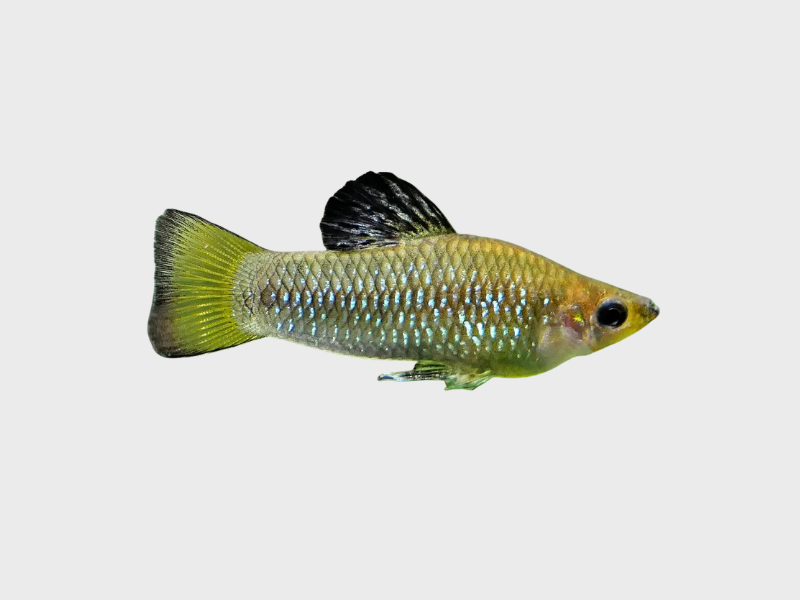 Limia perugiae