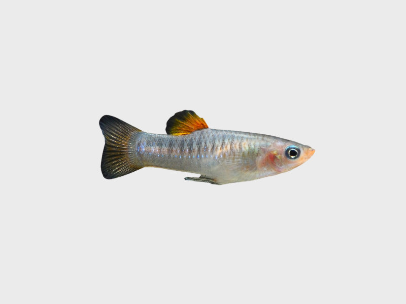 Limia tridens