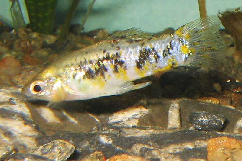 Image of Limia vittata