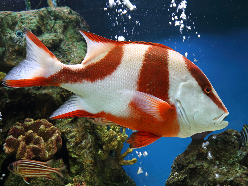 Image of Lutjanus sebae