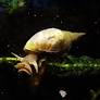 Image of Lymnaea stagnalis