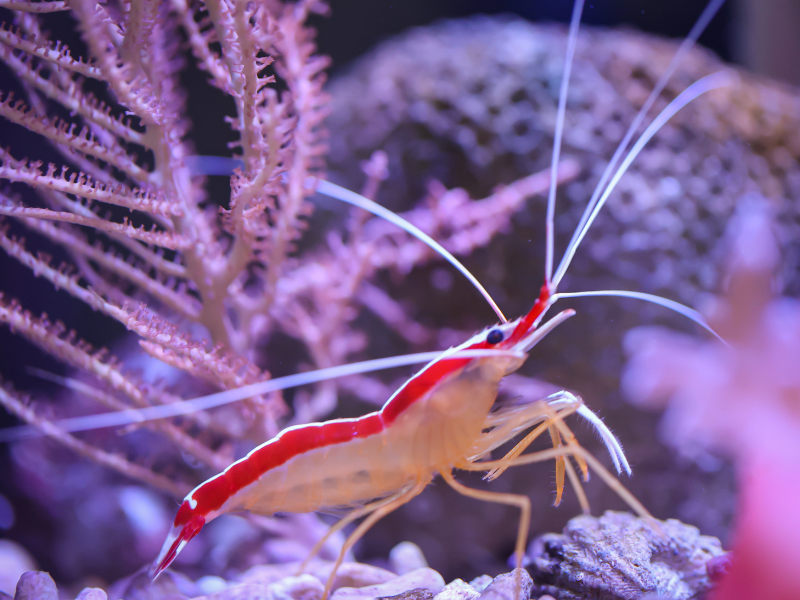 Skunk Cleaner Shrimp
