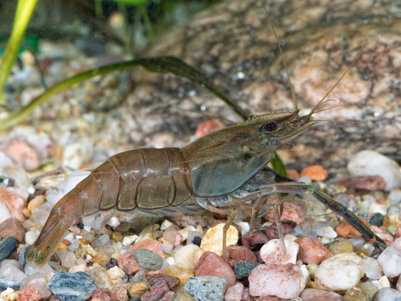 Marbled river prawn
