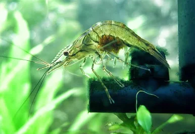 Image of Macrobrachium lanchesteri