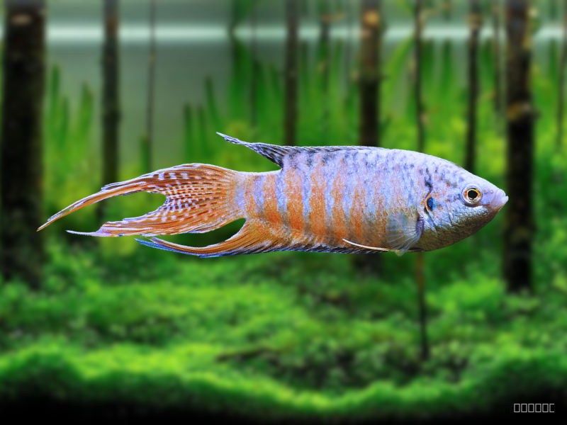 Image of Macropodus opercularis Image of Macropodus opercularis