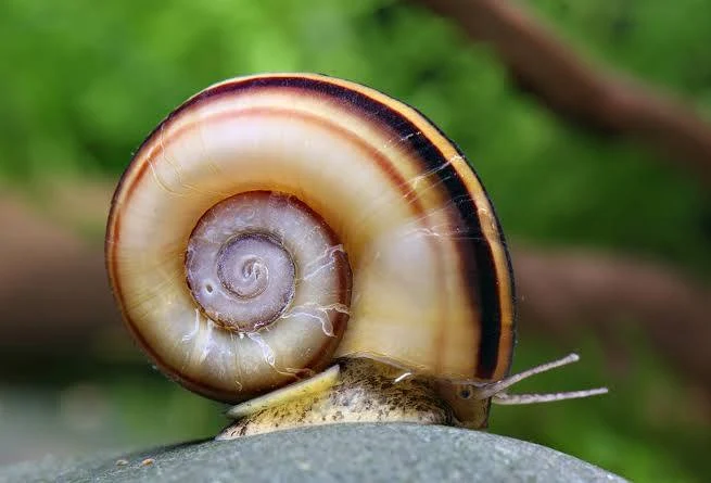 Image of Marisa cornuarietis